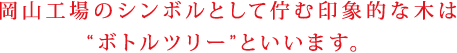 岡山工場のシンボルとして佇む印象的な木は“ボトルツリー”といいます。