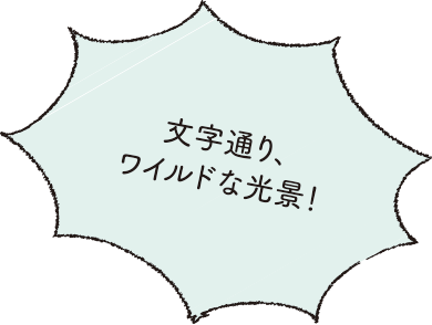 文字通り、ワイルドな光景!